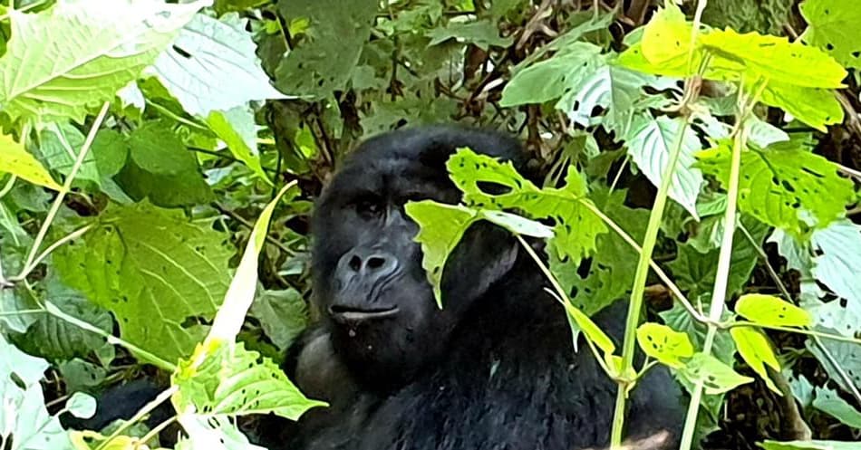 Best time for gorilla trekking in Bwindi