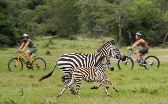 Lake Mburo safari