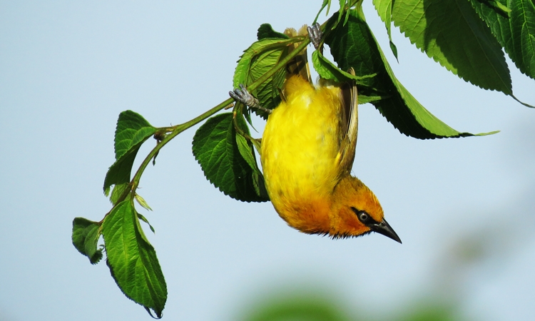 Birding Destinations in Uganda