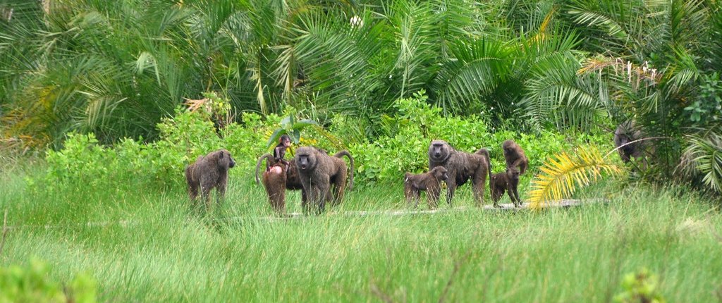 Semuliki national park wildlife