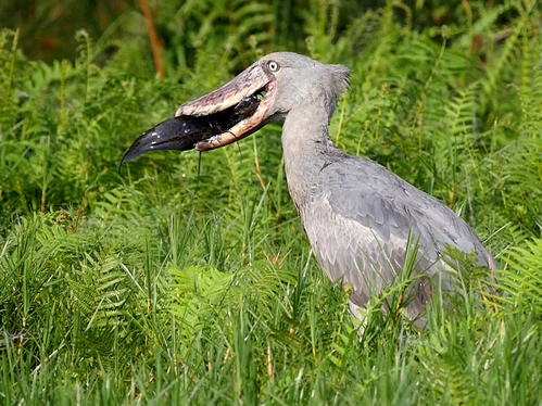 Birding Destinations in Uganda