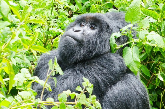 Are gorillas endangered
