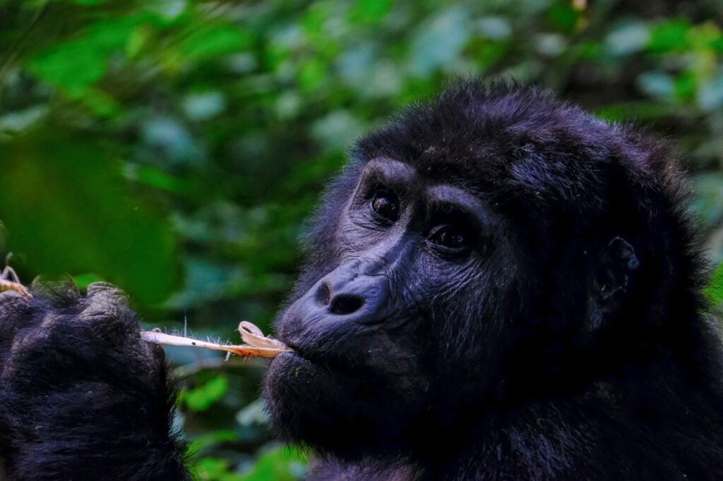 Bwindi national park