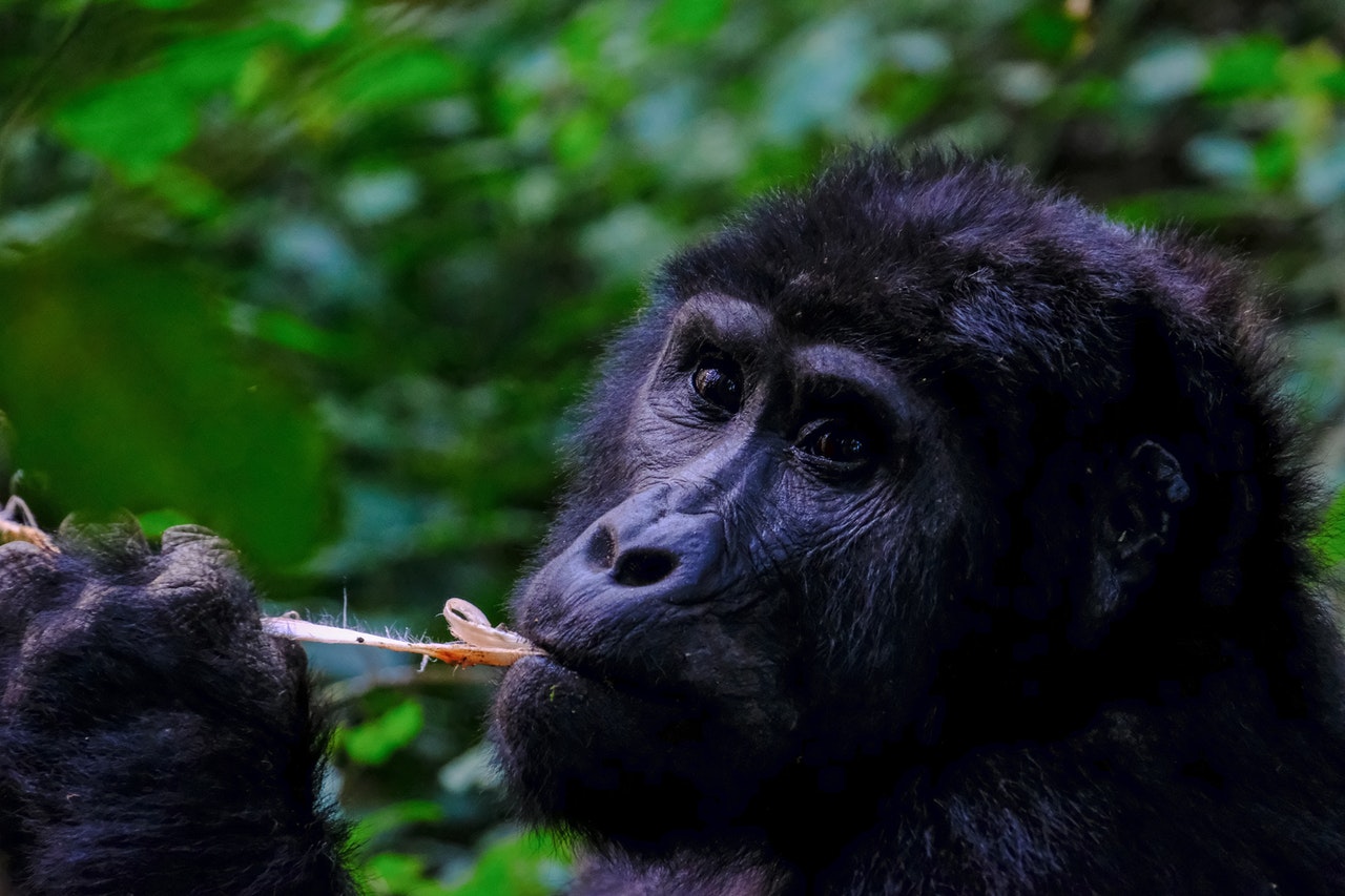 3 Days Bwindi Gorilla Habituation from Kigali