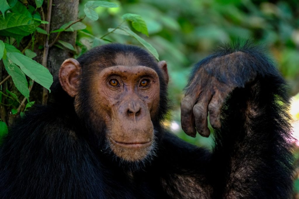 CHIMPANZEE