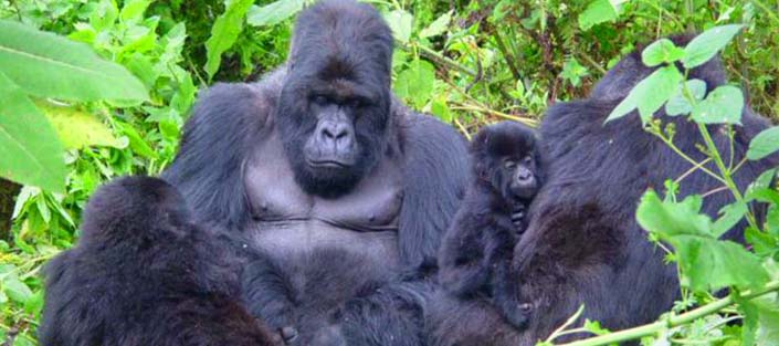 Gorilla holidays Uganda