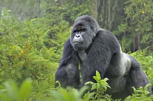4 Days Double Bwindi gorilla trekking safari