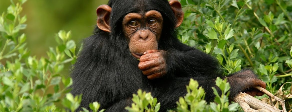 4 Days Chimpanzees and Bwindi trekking tour