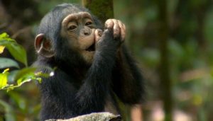 Nyungwe chimpanzee tour