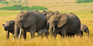 Game drives in Queen Elizabeth national park