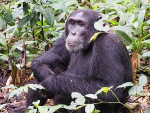 Rwanda chimpanzee tour