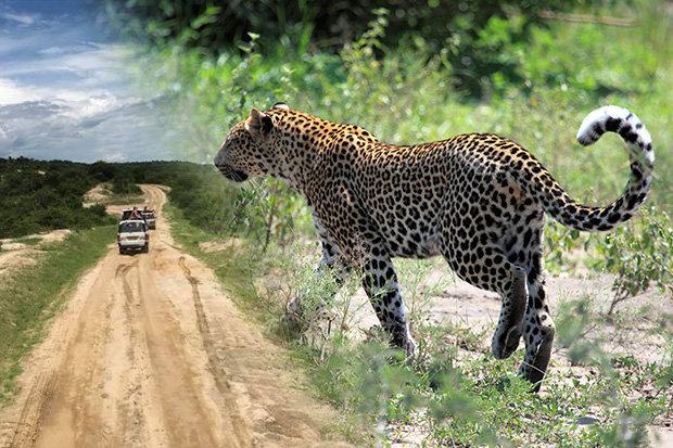 3 Days Queen Elizabeth national park safaris