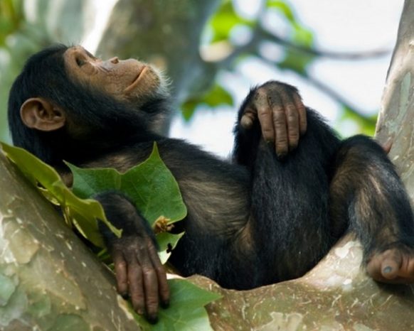 2 Days Chimpanzee tracking 