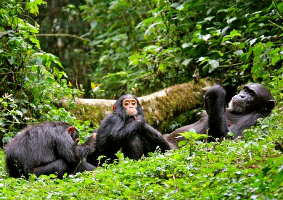 5 Day Chimpanzee trekking and Queen Elizabeth National Park safari