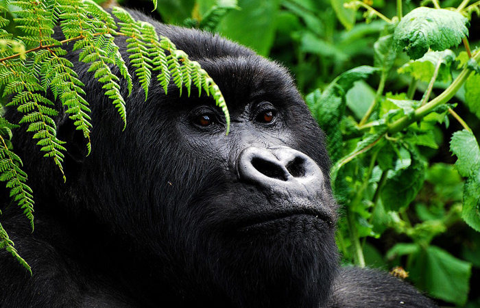 12 days Rwanda – Uganda budget safari