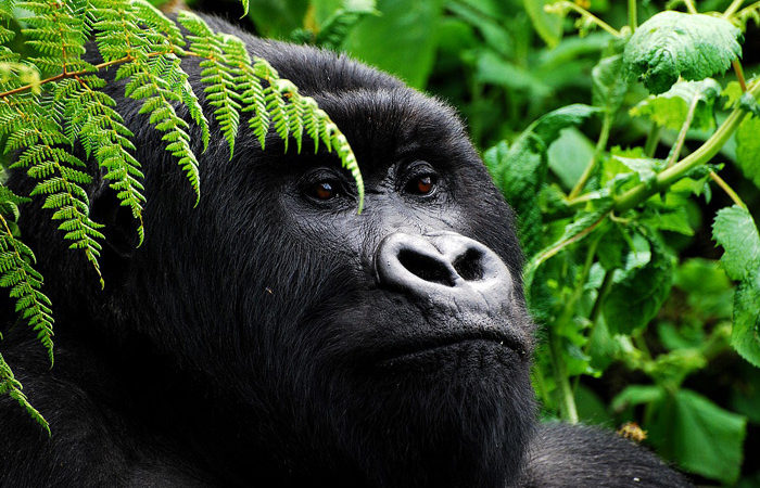 Visit gorillas