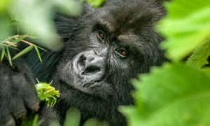 5 Reasons why you should trek Gorillas in Uganda