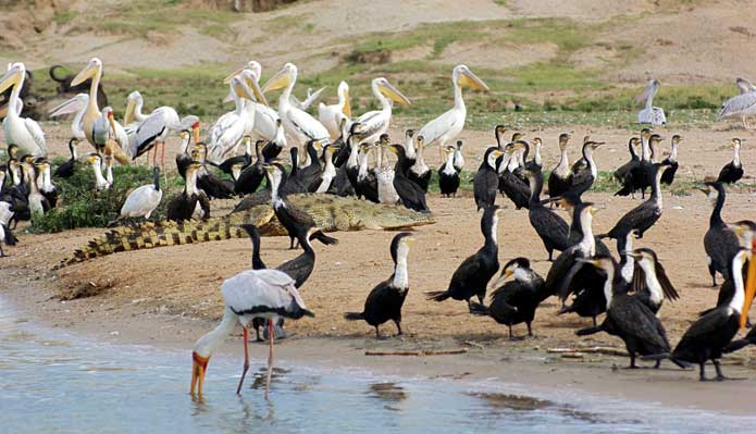 7 Days Uganda Birding Safari