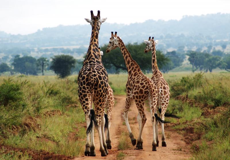 The best time to visit Uganda?