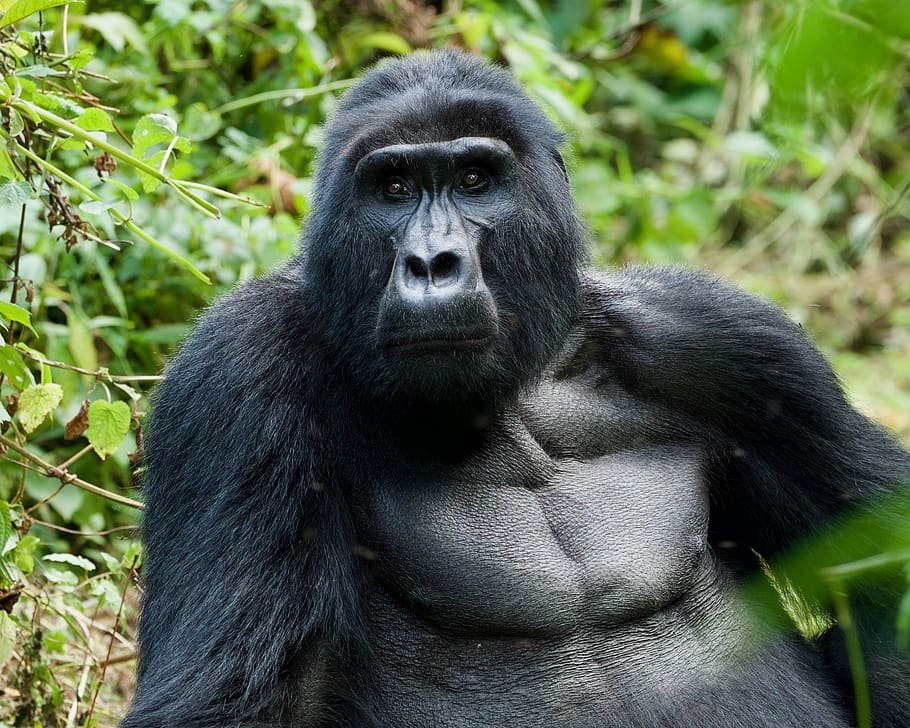 3 Days Bwindi forest gorilla trekking safari