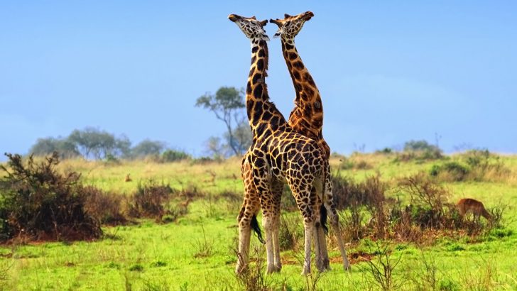 wildlife in Akagera park