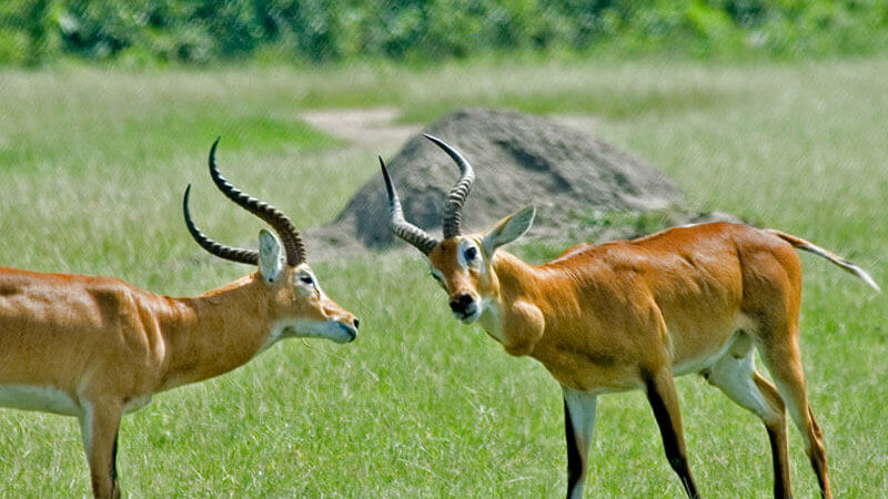 Queen Elizabeth national park