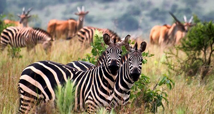 Akagera safari