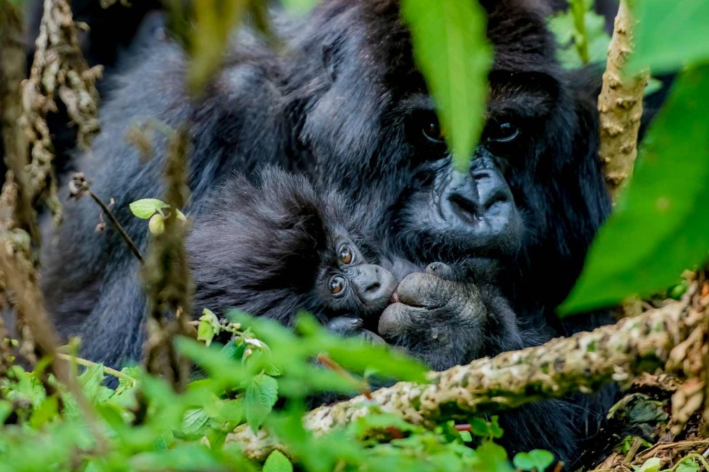 Rwanda gorillas