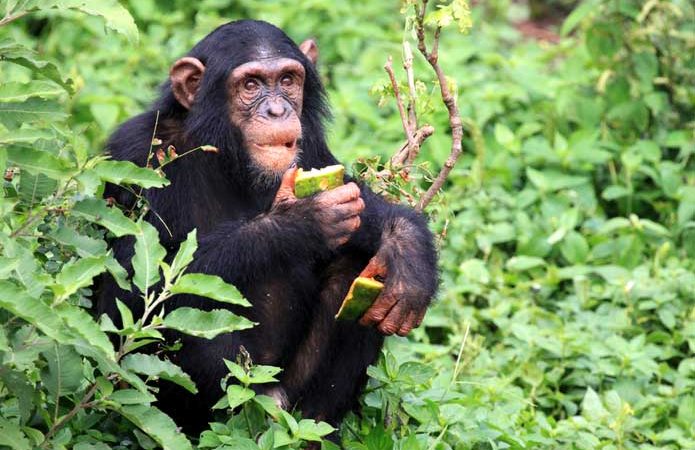 8 Days Uganda Primates and wildlife Safaris