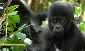 Bwindi Gorilla Tours