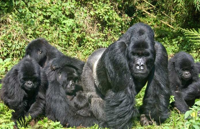 Primates in Uganda