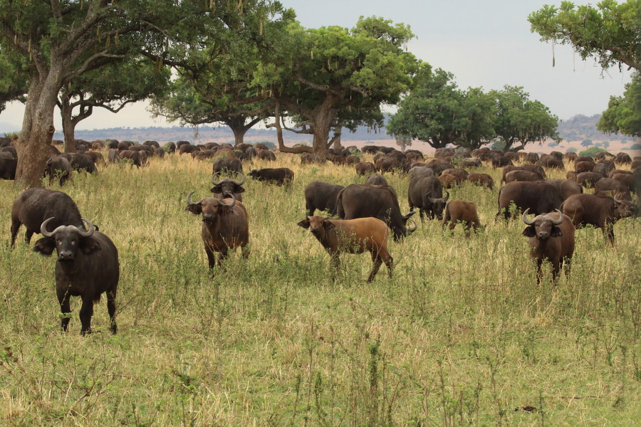 18 Days Discover Uganda Safaris Tours