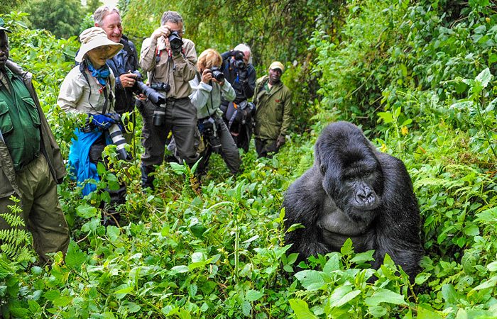 8 Days Uganda Primates and wildlife Safaris