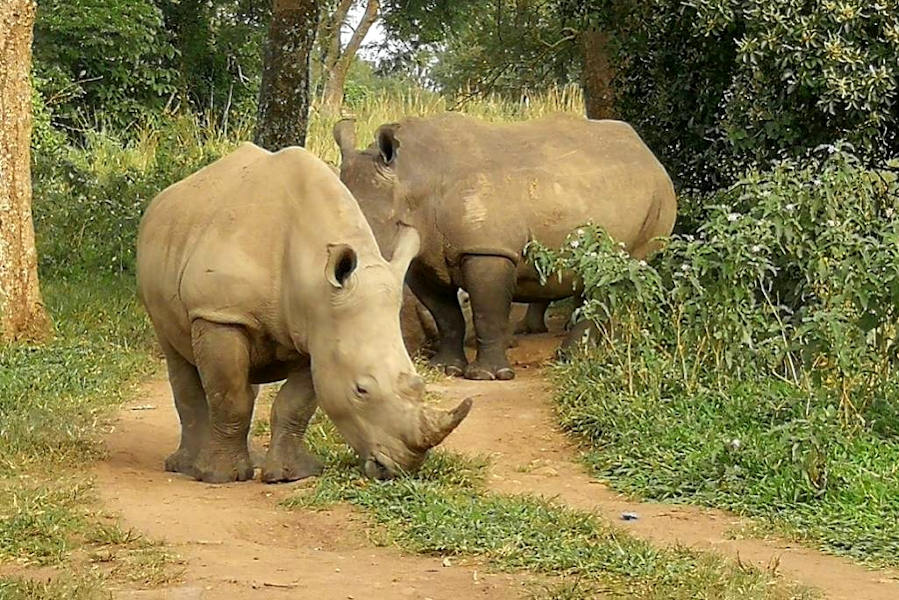 Rhinos in Uganda