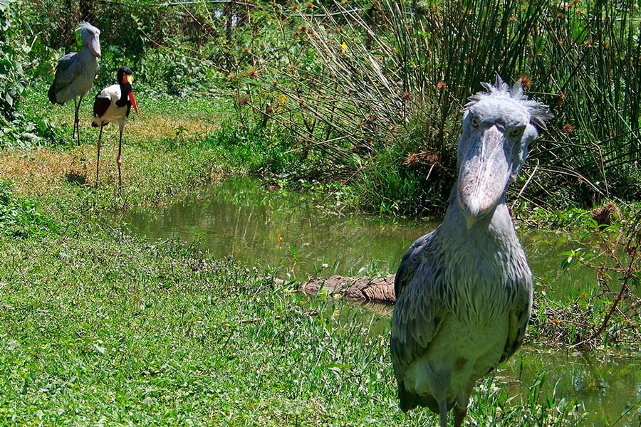 Things to do while at the Entebbe Zoo