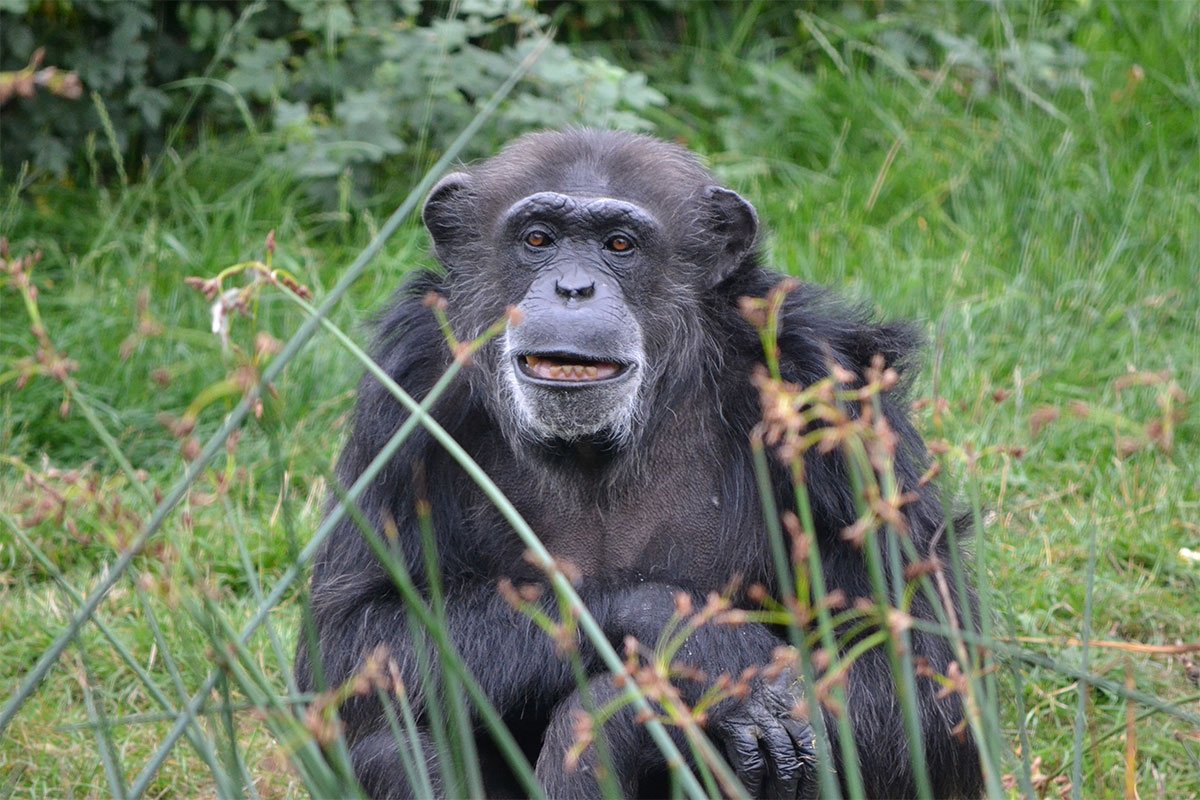 Things to do while at the Entebbe Zoo