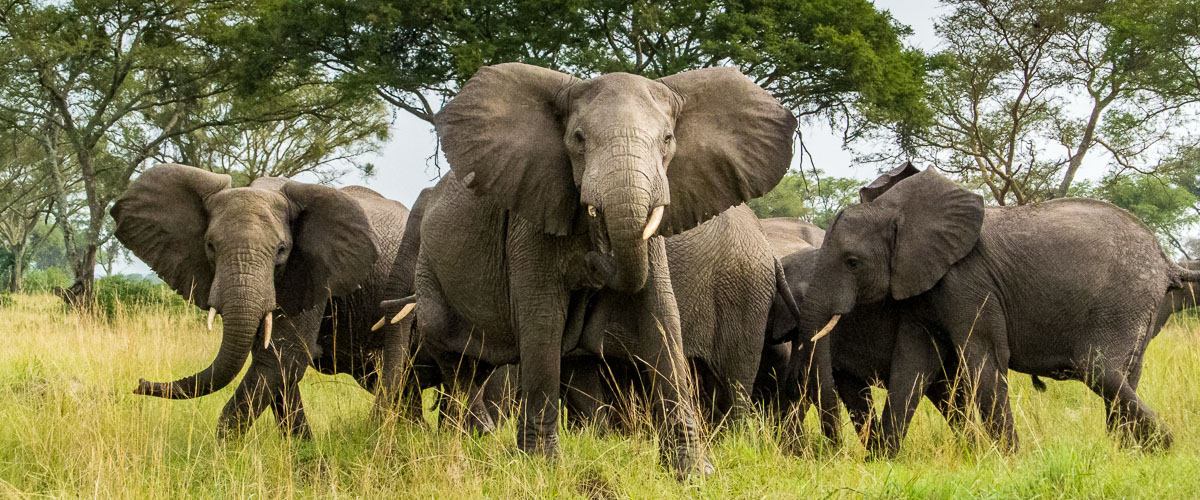 Park entry fees to Queen Elizabeth national park