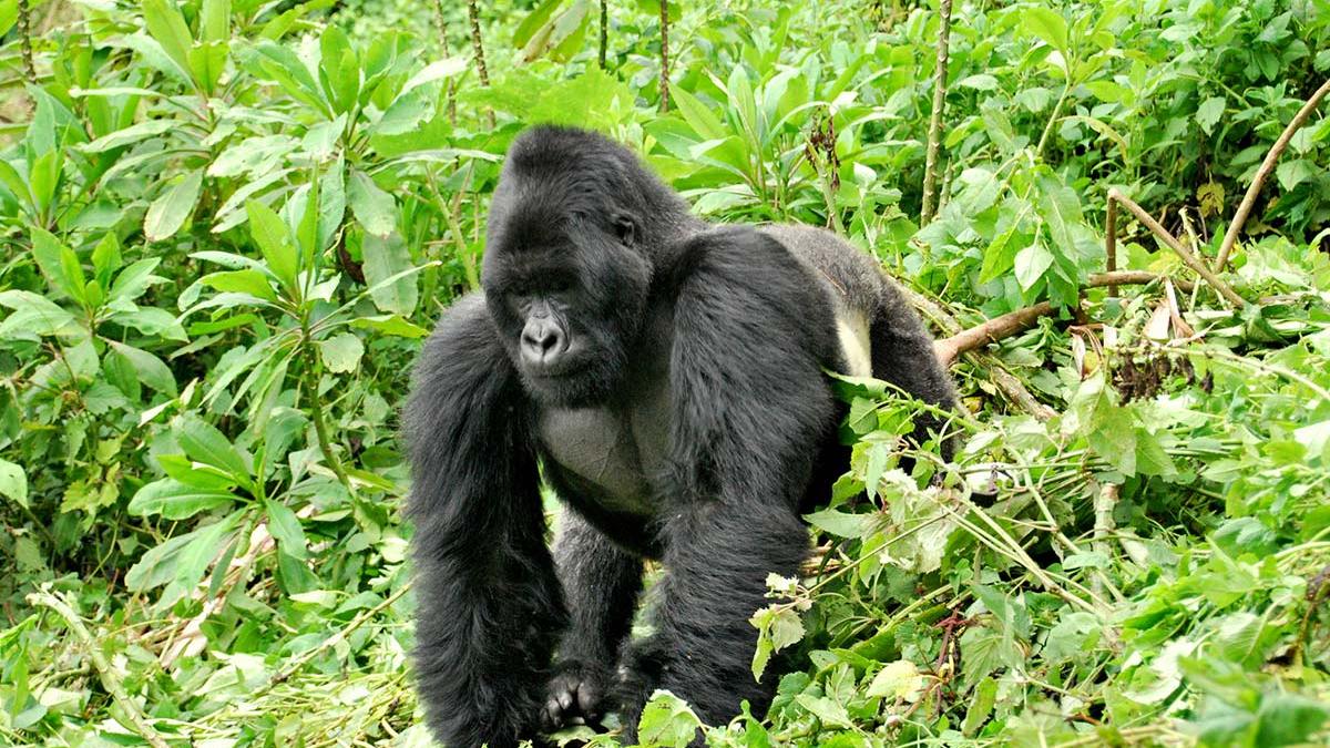 Price of Uganda Gorilla permit 2022