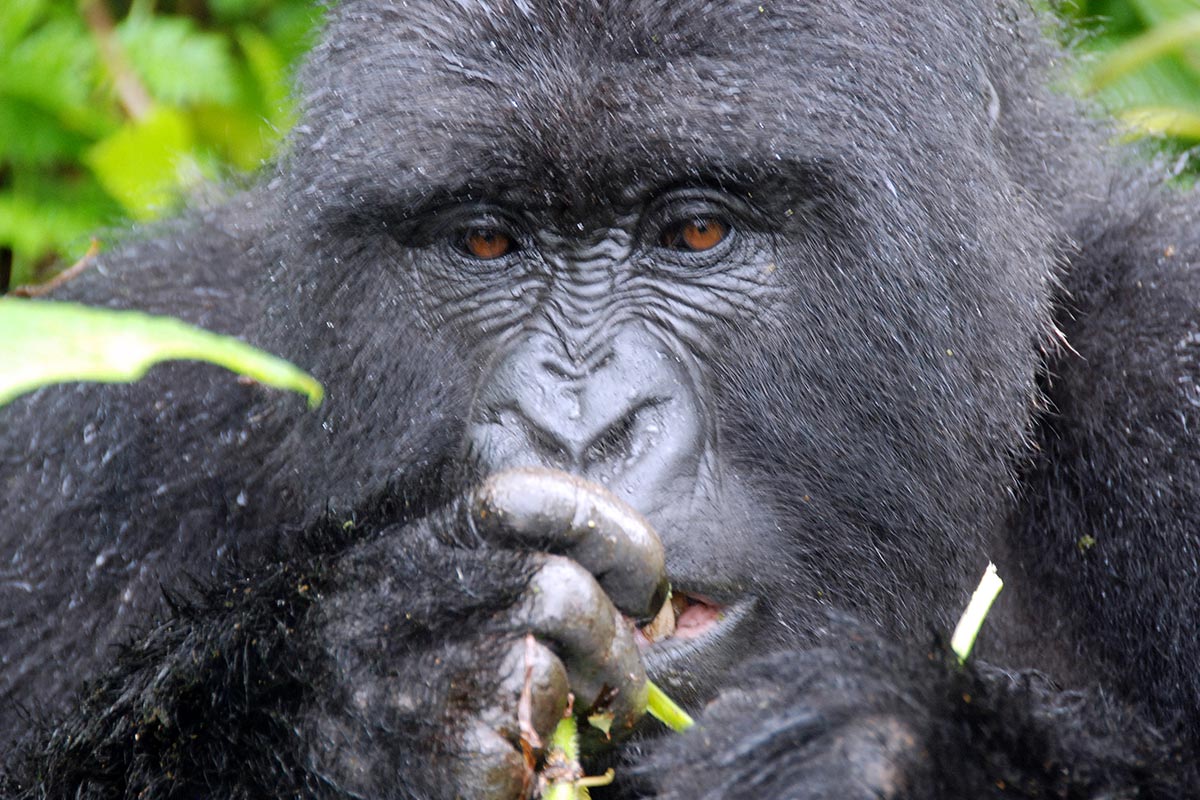 Price of Uganda Gorilla permit 2022