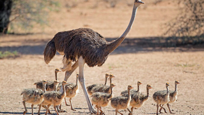 Entrance fees to Kidepo valley national park