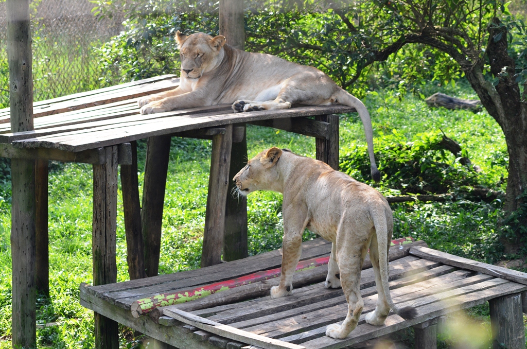 The Uganda Wildlife Education Centre | The Entebbe Zoo | Uganda Tours