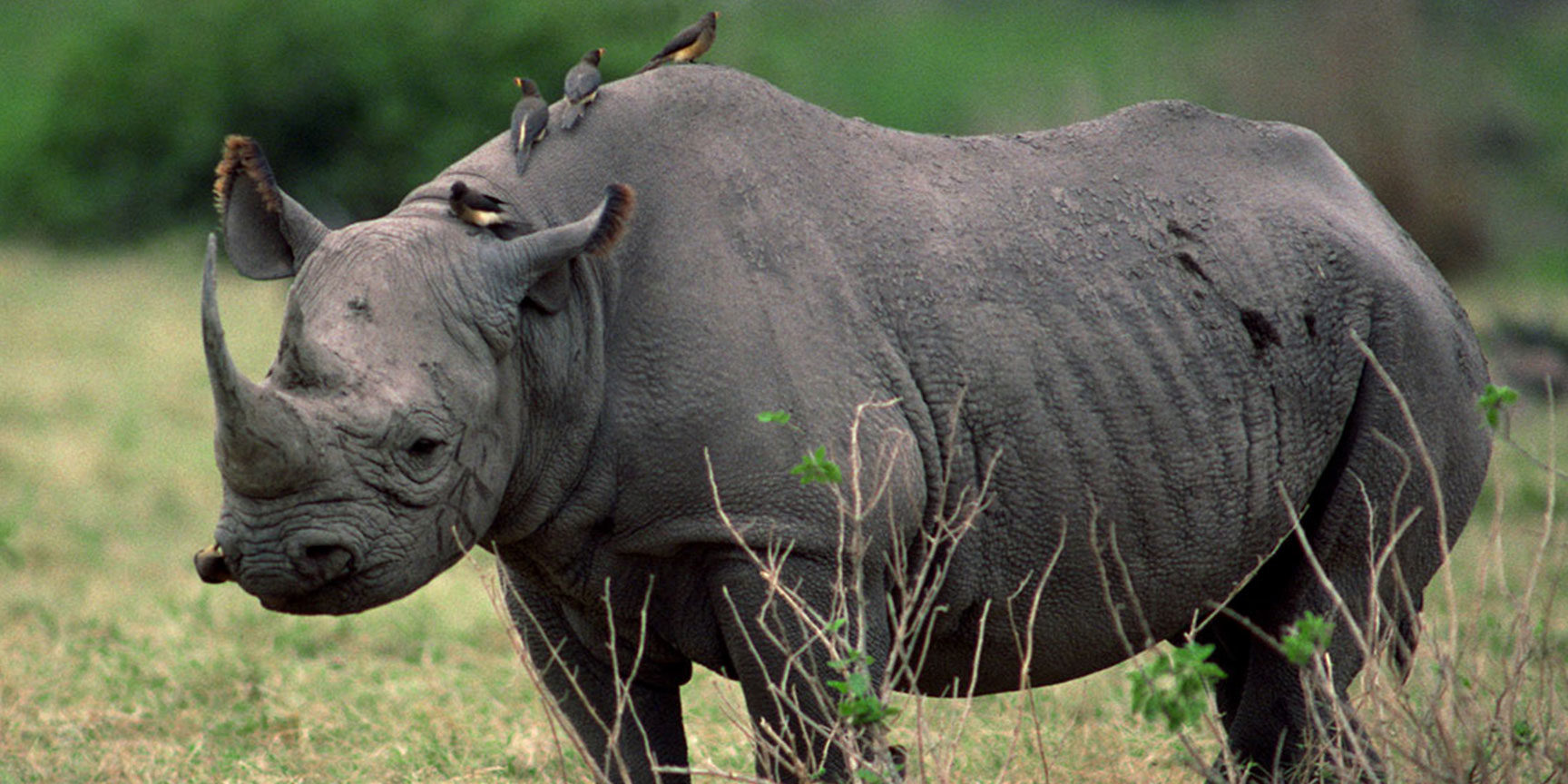 The Ziwa Rhino Sanctuary