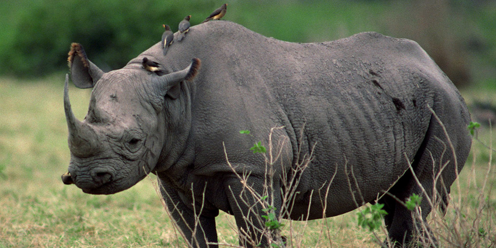 Rhino tracking in Uganda