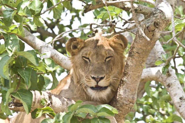 12 Days Uganda wildlife experience