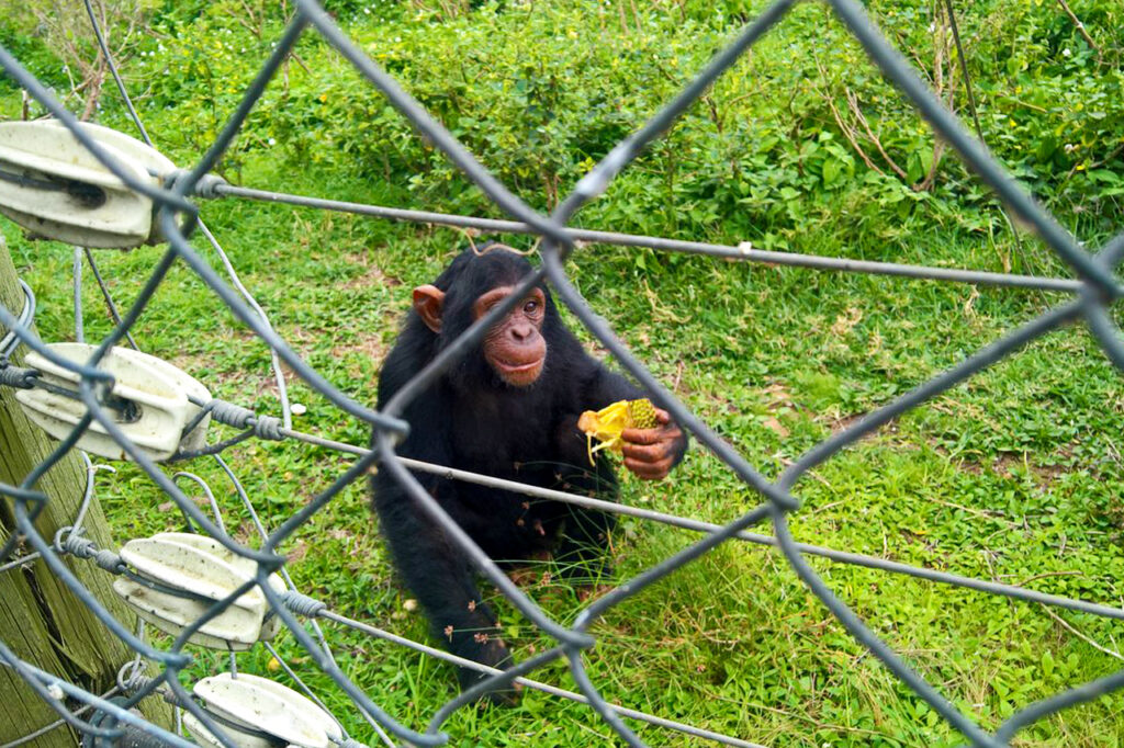 Ngamba island sanctuary