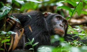 5 Day Uganda Primates Safari