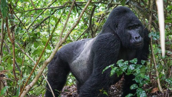 Silverback Gorilla trekking in Uganda