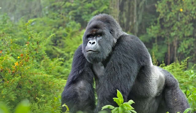 Silverback Gorilla trekking in Uganda