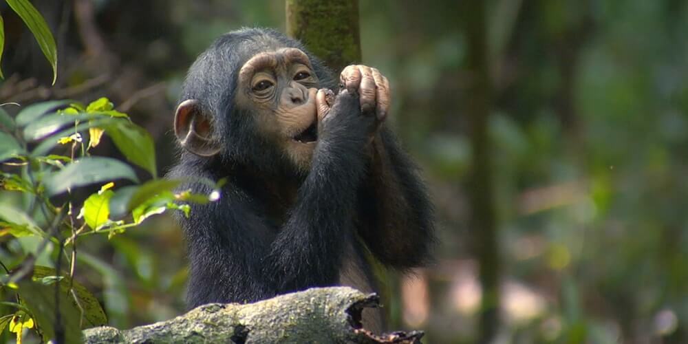 chimpanzee Safari