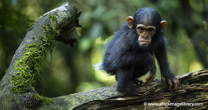 chimpanzees in Nyungwe forest